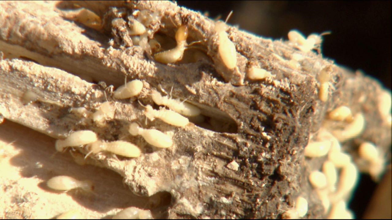 Get It Growing: How to handle termites in raised bed gardens